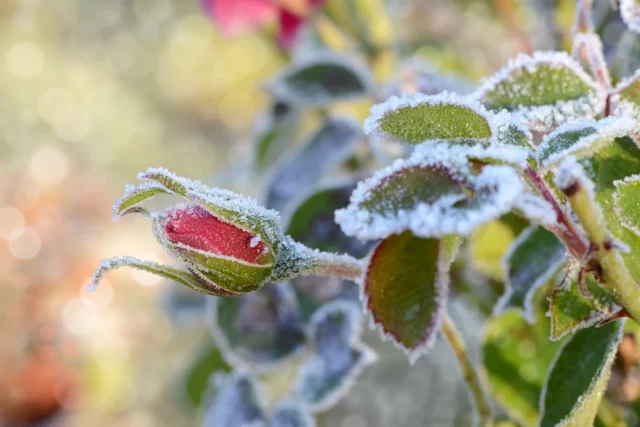 Haverá Frost esta noite? Onde está a geada hoje? IMGW avisa - noite de 7 a 8 de maio de 2025 Chlodna em toda a Polônia



