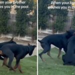 Histeria como o proprietário captura o cachorro que empurra o outro na piscina na câmera
