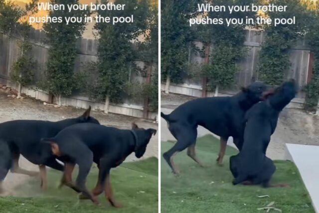 Histeria como o proprietário captura o cachorro que empurra o outro na piscina na câmera

