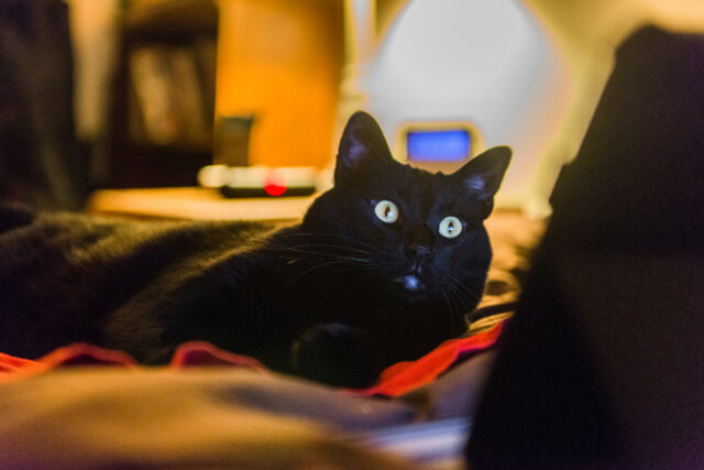 Internet obcecada porque o gato se sente "especial" ao olhar para o filme

