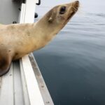 Jeni Smith, à esquerda, curador do SeaWorld Rescue Center, observa como um leão marinho é abaixado em um barco antes de ser liberado na quarta -feira, 30 de abril de 2025 em San Diego, Califórnia. (Ana Ramirez / The San Diego Union-Tribune)