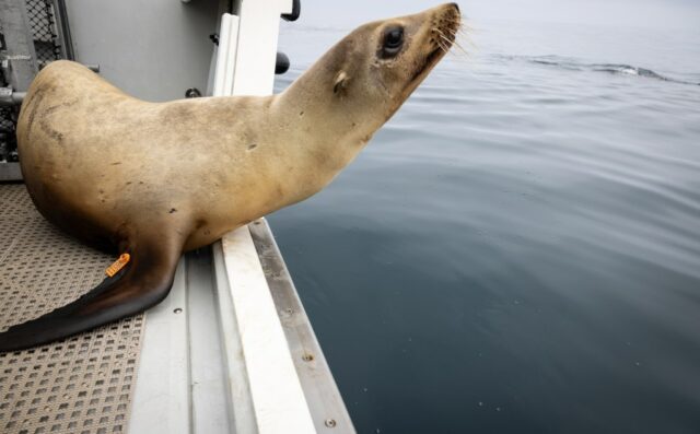 Jeni Smith, à esquerda, curador do SeaWorld Rescue Center, observa como um leão marinho é abaixado em um barco antes de ser liberado na quarta -feira, 30 de abril de 2025 em San Diego, Califórnia. (Ana Ramirez / The San Diego Union-Tribune)