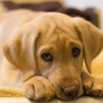 Labrador para roubar a reação "fúria" de chili-her é tudo