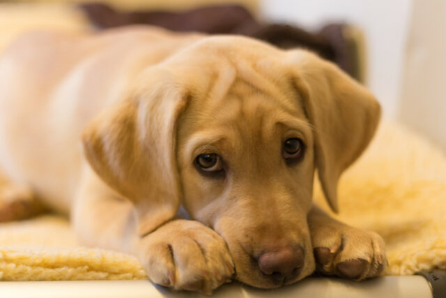Labrador para roubar a reação "fúria" de chili-her é tudo

