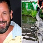 Mais tarde, Aligator: Adam Sandler é uma homenagem ao seu réptil 'Happy Gilmore' Co -Star
