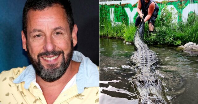 Mais tarde, Aligator: Adam Sandler é uma homenagem ao seu réptil 'Happy Gilmore' Co -Star

