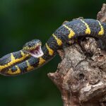 Man Bit of Snakes 200 vezes pode ajudar a criar novos antivenenos