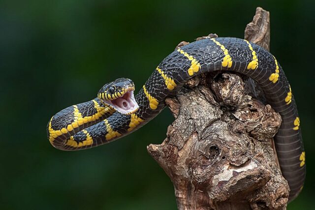 Man Bit of Snakes 200 vezes pode ajudar a criar novos antivenenos