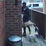 Este é um momento chocante em que parecia que o pedestre do cachorro lançaria três animais de estimação, embora a porta da frente da casa depois de colecioná -los do chão por seus motoristas