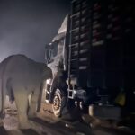 O elefante afetado pela tristeza foi filmado desesperadamente tentou mover o caminhão que matou seu bezerro para fora da estrada