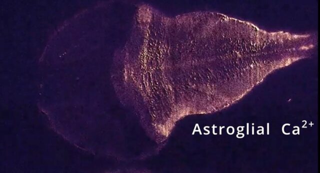 Na linha lateral não mais: novas pesquisas mostram que os astrócitos são atores ativos na neuromodulação