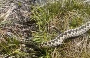 O aviso urgente emitido como clipe mostra um momento de cobra venenosa enorme que aparece em uma caminhada popular no Reino Unido Os tiros assustadores mostram o momento em que a cobra mais louca do Reino Unido foi vista perto do popular lugar cosmético no País de Gales