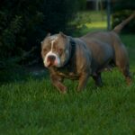 O cachorro foi encontrado abandonado nos EUA com uma nota de seu proprietário anterior
