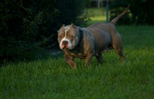 O cachorro foi encontrado abandonado nos EUA com uma nota de seu proprietário anterior O cachorro foi encontrado abandonado nos EUA com uma nota de seu proprietário anterior