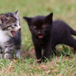 O proprietário de dois homens previstos provou explodir a explicação após os gatinhos