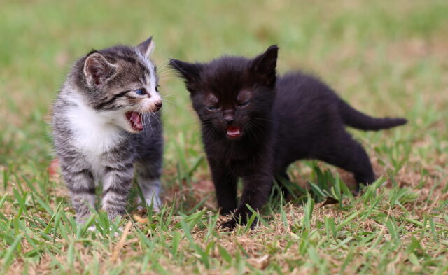 O proprietário de dois homens previstos provou explodir a explicação após os gatinhos

