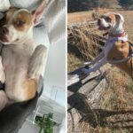 O proprietário se sente na perna de reserva do cachorro, os leva a descobrir o passado horrível