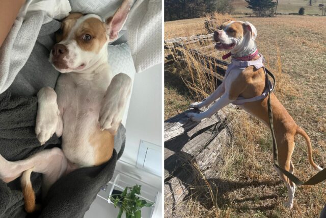 O proprietário se sente na perna de reserva do cachorro, os leva a descobrir o passado horrível

