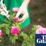 O que você mais gostou no último mês: do PS8 Mascara às ferramentas de jardinagem, das ferramentas de jardinagem perfeitas