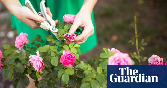 O que você mais gostou no último mês: do PS8 Mascara às ferramentas de jardinagem, das ferramentas de jardinagem perfeitas




