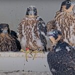 O sonho da prefeitura de José Falcon devolve ratos ao ninho, levantando o envenenamento dos medos para as galinhas