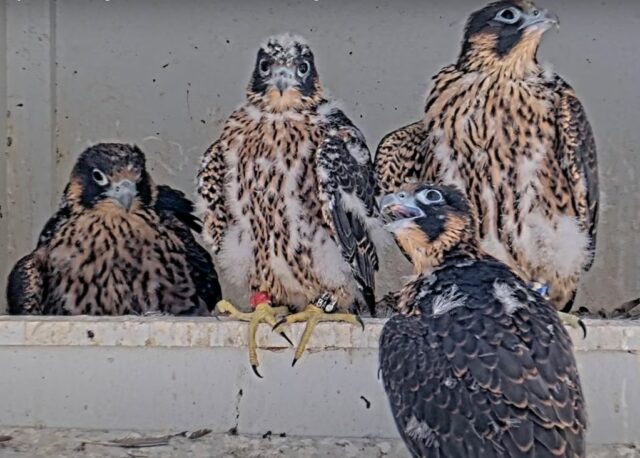 O sonho da prefeitura de José Falcon devolve ratos ao ninho, levantando o envenenamento dos medos para as galinhas

