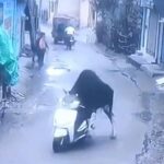 050925_BULL_SCOOTER_KAL