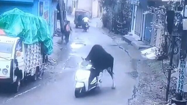050925_BULL_SCOOTER_KAL
