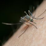 Mosquito