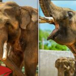 Billy Tina Elefante Tulsa Zoos Basic Division 2