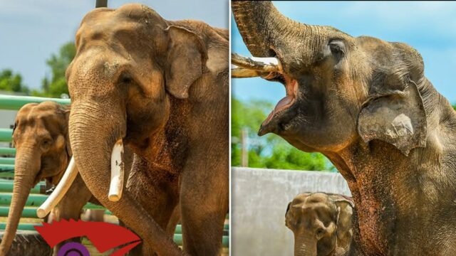 Billy Tina Elefante Tulsa Zoos Basic Division 2