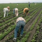 Trabalhadores Thin Fin a Celery Field em Watsonville com uma enxada curta em 1974 (com a gentil permissão do Bob Fitch Photography Archive, Departamento de Coleções Especiais, Bibliotecas da Universidade de Stanford)