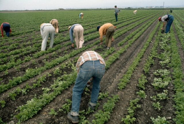 Trabalhadores Thin Fin a Celery Field em Watsonville com uma enxada curta em 1974 (com a gentil permissão do Bob Fitch Photography Archive, Departamento de Coleções Especiais, Bibliotecas da Universidade de Stanford)