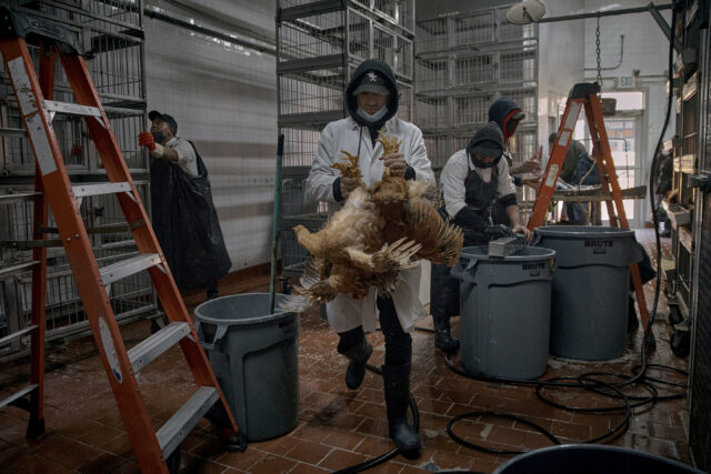 Os Estados Unidos não viram uma gripe de aves humanas há três meses. Especialistas se perguntam o porquê
