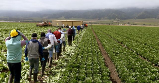 Os agricultores do "Salad-Bowl" da América investem em moradias para trabalhadores convidados, na esperança de estabilizar a força de trabalho



