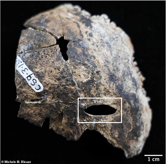 Os arqueólogos fazem uma descoberta legal dentro da “caverna de Esta imagem mostra uma lesão no osso do derramamento ¿osso na parte inferior das costas do crânio - restaurado da caverna