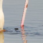 O pesquisador está usando uma tampa bege e uma máscara facial colorida que fica ao lado de um flamingo rosa brilhante.