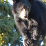 Uma pistola de urso preto devido a desperdício ao pé de uma escada em uma casa