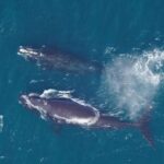 Uma carta mostra uma imagem de satélite do Golfo do Maine, enquanto outra áreas laranja e vermelha no show de golfe que concentrações de zooplâncton.