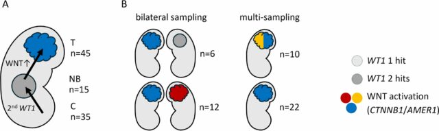 Como genes e impressões abrem o caminho para o câncer