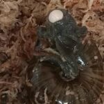 Pesquisadores emerstáticos para capturar 1º imagens deste caracol raro de seu pescoço