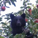 Um urso em um recipiente.