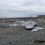 A cauda de uma baleia cinza morta está em uma praia rochosa