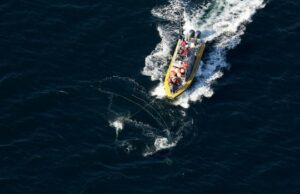 Uma missão perigosa a bordo de um navio para desvendar um Whale direito Uma missão perigosa a bordo de um navio para desvendar um Whale direito