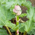 Você corta a flor de ruibarbo?