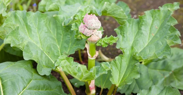 Você corta a flor de ruibarbo?

