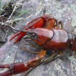 2 novos tipos de lagostins de rio identificados no noroeste do Pacífico - e eles já estão em risco