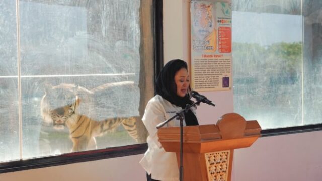 2 tigres raros nasceram em Sumatra, Titiek Soeharto chamado Rizki e Lestari

