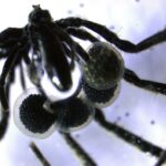 As aranhas marinhas recém -descobertas foram coletadas de várias áreas na costa do sul da Califórnia e do Alasca.