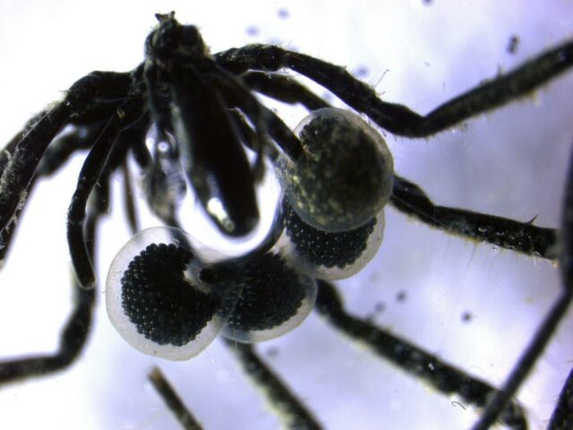 As aranhas marinhas recém -descobertas foram coletadas de várias áreas na costa do sul da Califórnia e do Alasca.